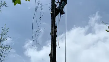 Tree Removal for SEALY TREE and LAWN in Cleveland, TN