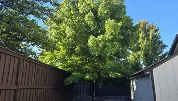 Tree Removal for Sammy's Tree Services in Sacramento, CA