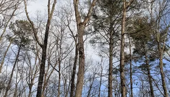 General Handyman Services for Goliath Tree Maintenance and Haul Away in Seneca, SC