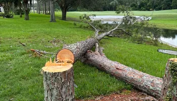 Tree Removal for Ryker's Tree Service in Dunedin, FL
