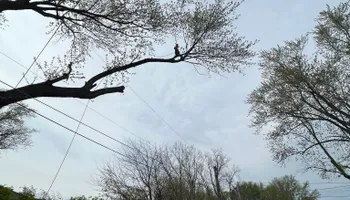 Tree Removal for Hunnicutt’s Tree Service L.L.C. in Monticello, IN