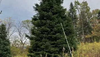 Pinestraw for BAM Another Pinestraw Lot in Flowery Branch, GA