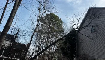 Tree Trimming for DIAZ TREE in Stafford, VA