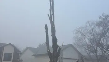 Tree Removal for Tree Life Tree Service in Wichita, KS