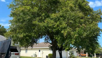 Tree Removal for MX Trees LLC in Englewood, FL