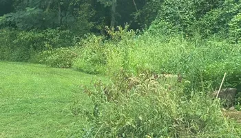 Stump Removal for Mad Dust Stump Grinding in Howard County, MD