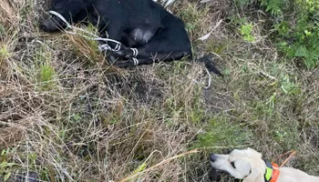 Hogs for North Brevard Wildlife Solutions in Mims, FL