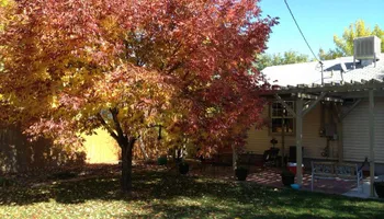 Stump Removal for Evergreen Tree Service in Grand Junction, CO