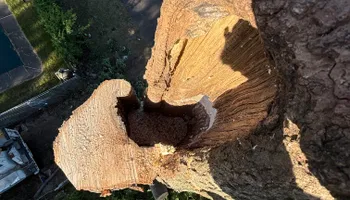 Tree Services for Hennessey Tree & Landscape LLC in Oxford,  CT 