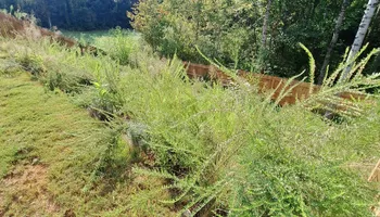 Landscape Design for Olmedo Home Services in Davie County, NC