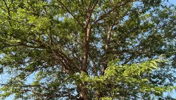 Tree Removal for Graham’s Tree Services in Pierce, CO