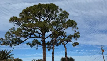 Tree Removal for Lemon Bay Tree Service  in Englewood, FL