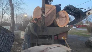 Tree Removal for Lance Tree Service in Tellico Plains ,  TN