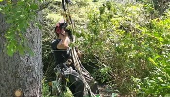 Tree Removal for Down To Earth Tree Service, LLC in Westlake, OH