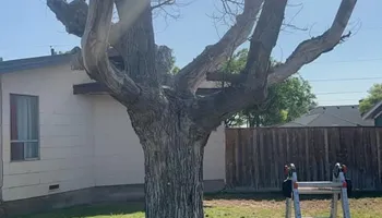 Tree Removal for Compas Cleanup in McCamey, TX