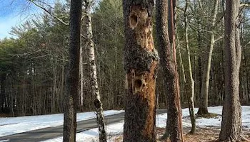 Tree Removal for Licensed to Cut Tree Service in Athens, PA