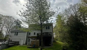 Tree Removal for Leaf and Limb in Townsend, MA