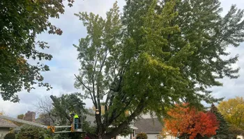 Tree Care for Buffalo Family Tree Care in Buffalo, MN