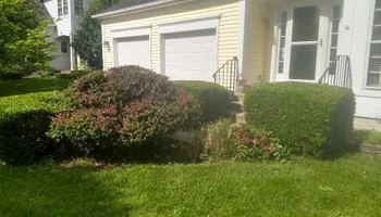 Tree Removal for Mario's Tree Service in Richmond, VA