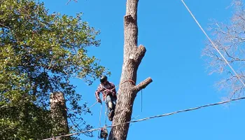 Tree Removal for The Webster Tree Service in Danville, VA