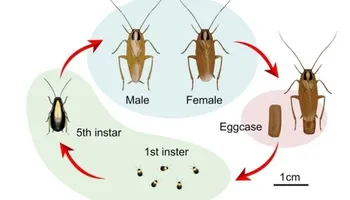 Bed Bug Heating Service for Platinum Pest Control in Spring Hill, FL