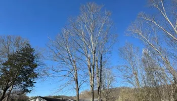Tree Removal for Complete Care in Cumberland Gap, TN