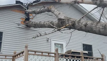 Tree Removal for Fransen's Tree Service  in Freeport, IL