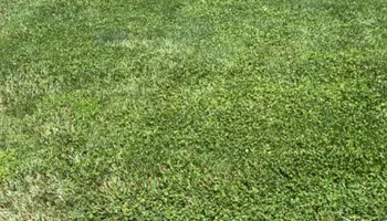 Tree Trimming for Wright Lawn Services in Ozark, MO