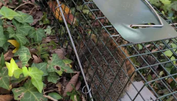 Residential Wildlife Control for Topper's Wildlife Removal in Garland, TX