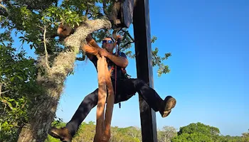 Tree Removal for Near Me Tree Service, Inc. in DeLand, FL