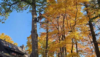 Tree Removal for Summit Tree Care LLC in Fort Wayne, IN