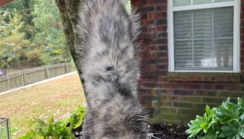 Raccoon Control for Magnolia Wildlife Solutions  in  Collierville, TN