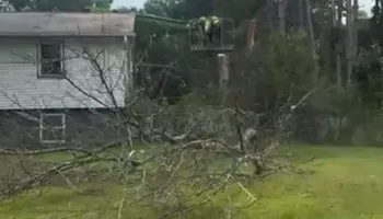 Tree Removal for Allstate Tree Service in Fridley, MN