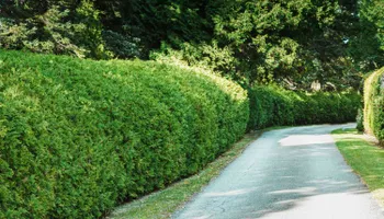 Tree Service for Stone's Tree Services and Landscaping in Midland, TX