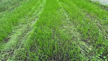 Lawn Aeration for North Texas Groundscaping in Frisco, TX