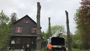 Tree Removal for Mays Tree and Stump Removal in Alden, NY
