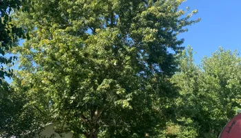 Tree Removal for Optimum Tree Service And Landscaping in Bowling Green, KY
