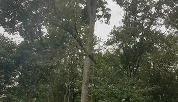 Tree Trimming & Removal for Freedom Outdoor Services in Glen Mills, PA