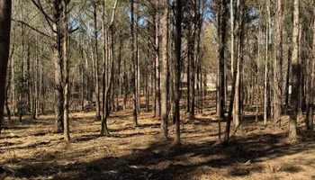 Land Clearing for Big Munchie Landworx in Jackson, MS
