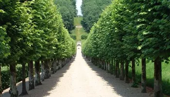 Tree Removal for Sammy's Tree Services in Sacramento, CA