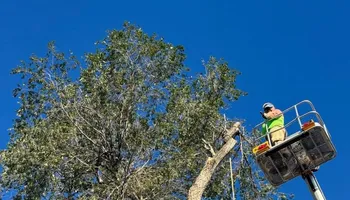 Tree Removal for Tree Life Tree Service in Wichita, KS