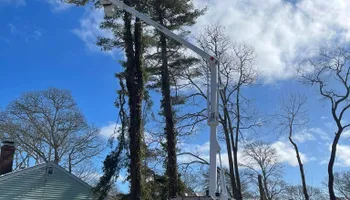 Tree Removal for Robery's Tree Service in West Wareham, MA