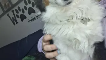 Bath for Curbside Clips Mobile Grooming in Roachdale, Indiana