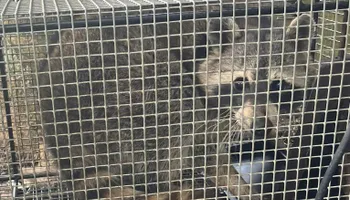 Raccoon Control for Magnolia Wildlife Solutions  in  Collierville, TN