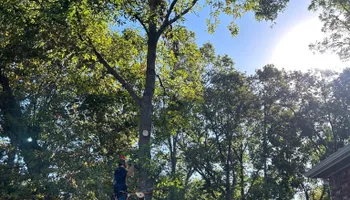 Tree Removal for Dale's Tree Service in Springdale, AR