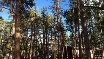 Tree Risk Consultation for Beetle Busters LLC in Centennial, CO