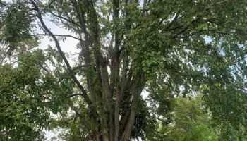 Tree Removal for Optimum Tree Service And Landscaping in Bowling Green, KY