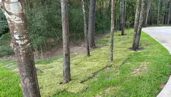 Lawn Maintenance for Total Terrain Services in Montgomery, TX