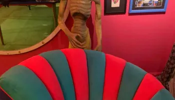 Deep Carpet Cleaning for Pro-Care Carpet & Upholstery Cleaning in Saint James, NY