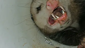 Armadillo Control for Toppers Wildlife Removal in Garland, TX